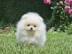 Pom&eacute;raniens BOO type ourson &ndash; Chiots Spitz Nain (Loulou de Pom&eacute;ra