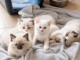 Annonces chaton sacr&eacute; de Birmanie adoption 
