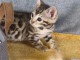 Chaton Bengal a donn&eacute; 