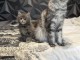 Chatons main coon disponible 