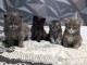 Adoption chaton Maine coon disponible 