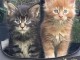 Je donne chaton Maine coon 