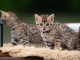B&eacute;b&eacute; chaton Bengal disponible 