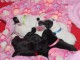 Annonces chiots bouledogue fran&ccedil;ais 