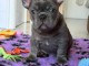 Adorable chiot bouledogue fran&ccedil;ais m&acirc;le 
