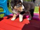 Je donne mon chiots berger australien 