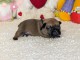 Bouledogue fran&ccedil;ais pour adoption 