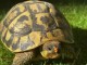 Superbe tortues terrestres 