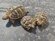 Tortues terrestres Herman/hermanni 