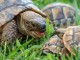 Tortues de terre &agrave; vendre 