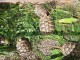 Magnifique tortues Hermann 