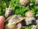 Jolie tortues terrestres avendre