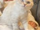 Chatons &agrave; donner disponible 