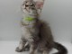 Chatons Maine coon disponible 