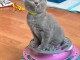 Chatons chartreux disponible pour adoption 