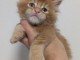 Chatons Maine coon disponible 