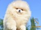 Chiots Pom&eacute;ranian BOO type &ldquo;ourson&rdquo; | Chiots Spitz nain de Pom&eacute;ra