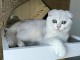 Adorable chaton Scottish Fold pour adoption 