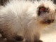 Je donne chaton sacr&eacute; brimanie &agrave; donner 
