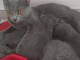 Je donne chaton chartreux disponible 