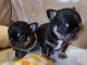 Chiots chihuahua pour adoption 