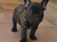 Chiots bouledogue fran&ccedil;ais pour adoption 
