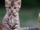 Je donne chaton Bengal disponible 