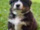 Chiots berger australien pour adoption 
