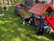 Annonces chiot berger australien 