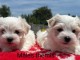 Chiots bichon maltais pour adoption 