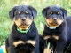 Chiots Rottweiler pour adoption 