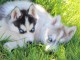 Chiots husky sib&eacute;rien pour adoption 
