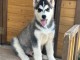 Chiots husky sib&eacute;rien pour adoption 