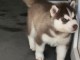 Je donne chiot husky sib&eacute;rien 