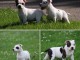 Chiot staff disponible pour adoption 