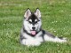 Adorable Chiot husky sib&eacute;rien pour adoption 
