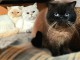 Chatons British Shorthair &agrave; vendre