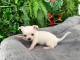 Je donne chiot chihuahua 