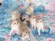 Magnifique chaton Ragdoll disponible 