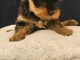 Magnifique chiots Yorkshire m&acirc;le 