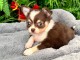 Je donne chiot chihuahua femelle 