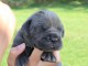 Chiots cane corso disponible 