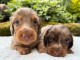 Je donne chiot teckel disponible 
