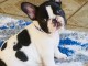 Je donne chiot bouledogue fran&ccedil;ais 