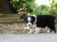 Chiots berger australien pour adoption 