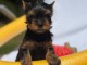 Je donne chiot Yorkshire femelle 
