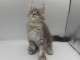 Je donne mon chaton Maine coon 