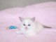 Je donne chaton Ragdoll disponible 