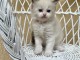 Chatons Ragdoll m&acirc;le 
