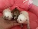 Chiots chihuahua pour adoption 